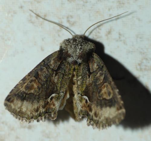 Allophyes oxyacanthae